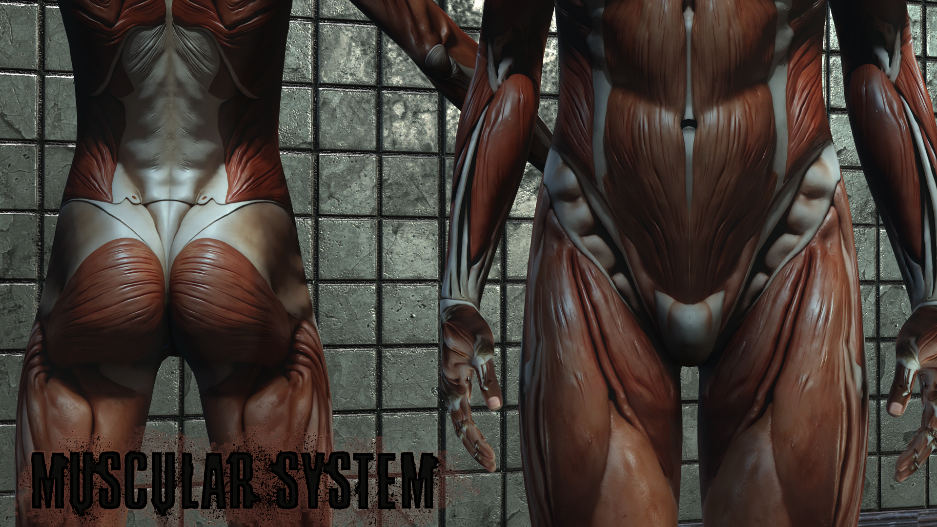 Muscular System