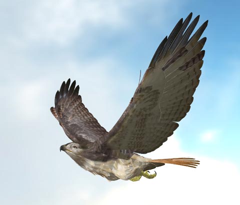 Fly Ride Hawk Red Tailed Hawk Fly Operate