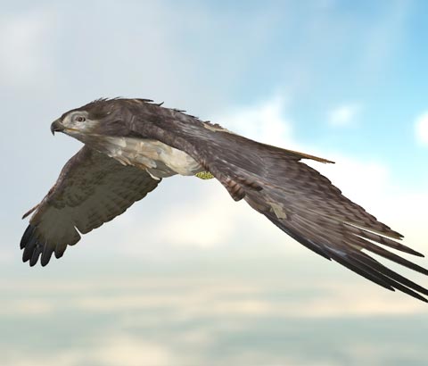 Fly Ride Hawk Red Tailed Hawk Fly Operate