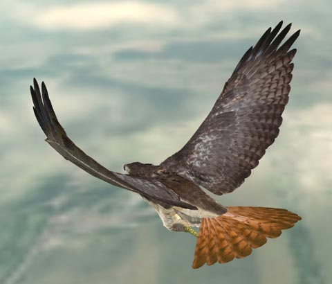 Fly Ride Hawk Red Tailed Hawk Fly Operate