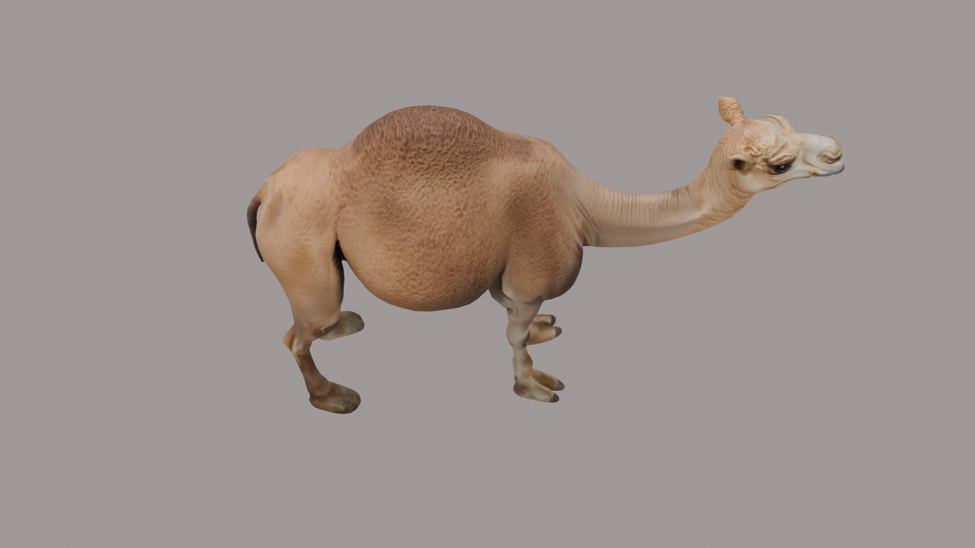 Camel