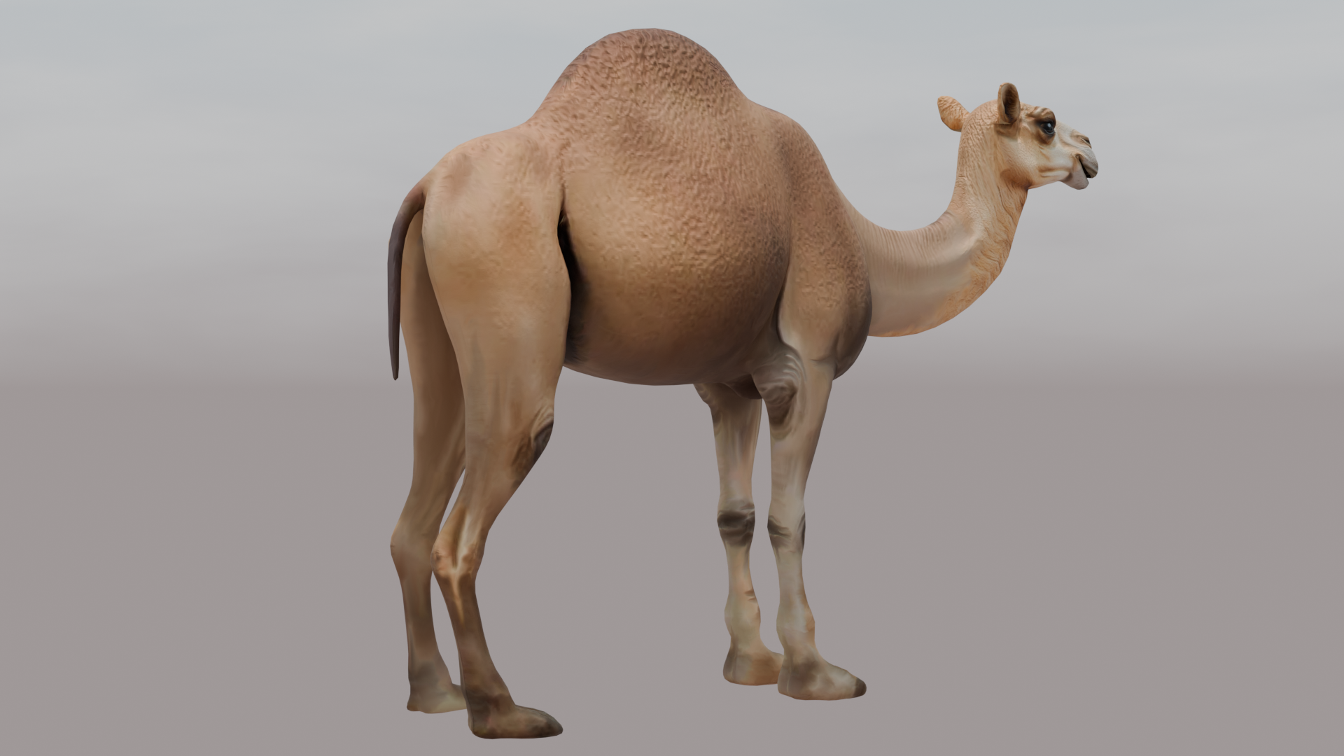Camel