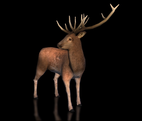 STAG Wild Animal