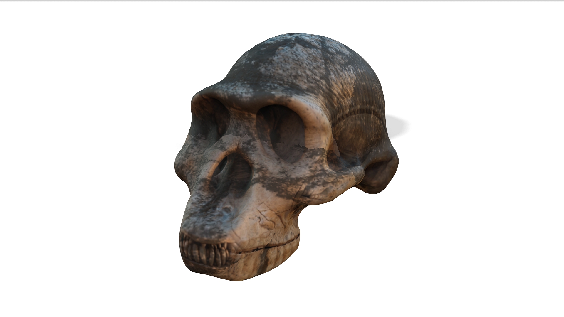 Homo habilis fossil skull