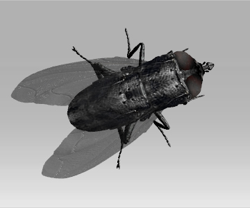 19 Flies 52 motions